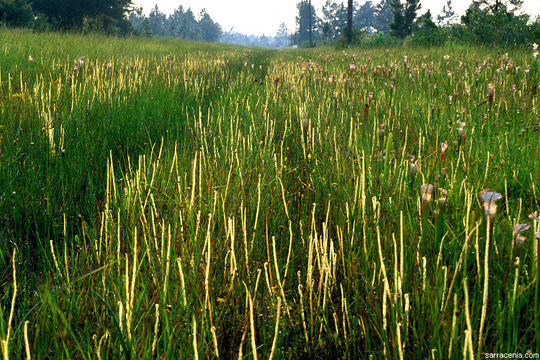 Image de Drosera filiformis var. tracyi (Macf. ex Diels) Diels