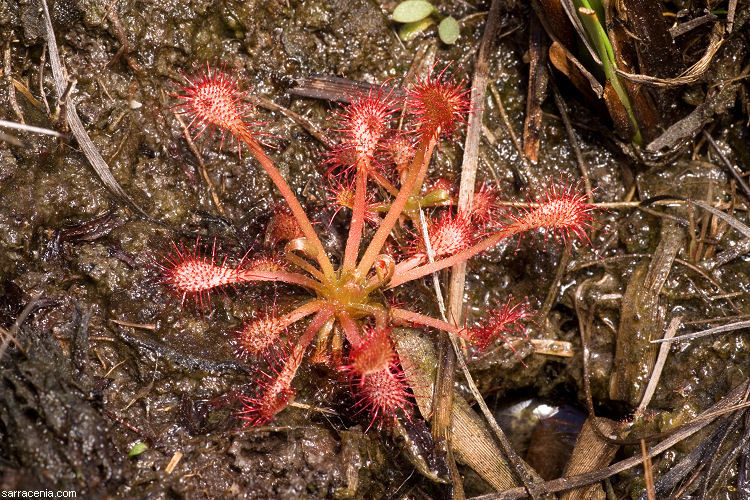 صورة Drosera capillaris Poir.