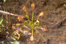 صورة Drosera capillaris Poir.