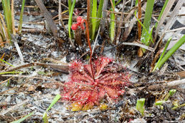 Image of dwarf sundew