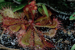 Image of dwarf sundew