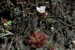 Image of dwarf sundew