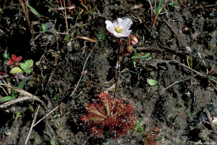 Image of dwarf sundew