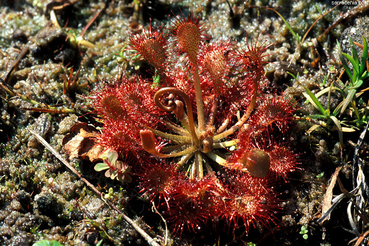 صورة Drosera capillaris Poir.