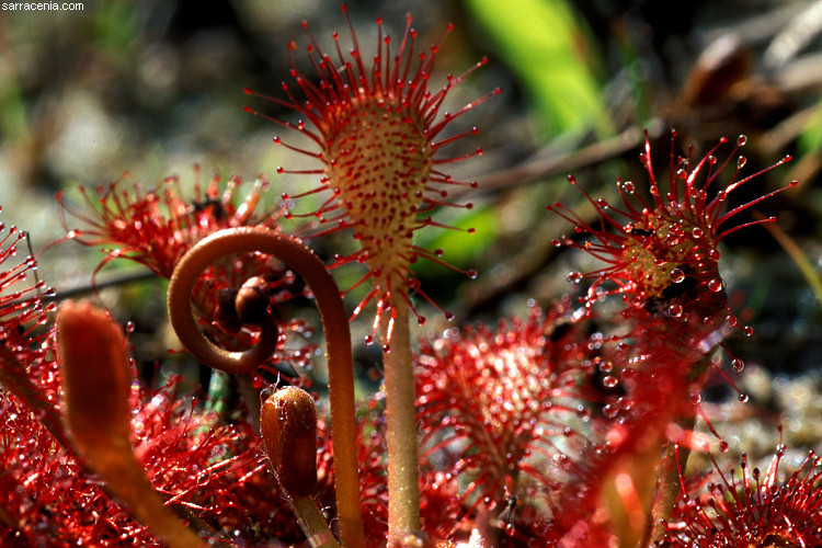 صورة Drosera capillaris Poir.