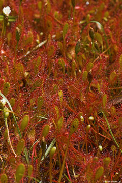 صورة Drosera anglica Huds.