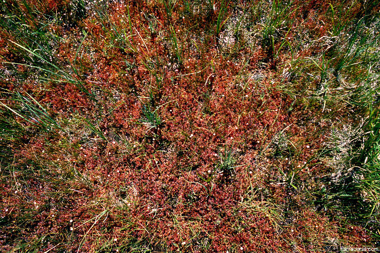 صورة Drosera anglica Huds.