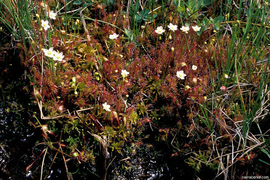 صورة Drosera anglica Huds.