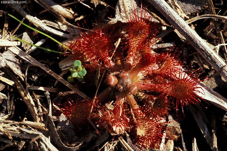 صورة Drosera capillaris Poir.