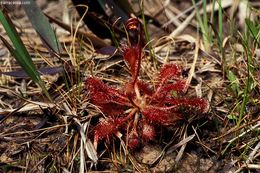 صورة Drosera capillaris Poir.