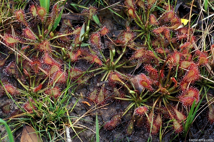 صورة Drosera capillaris Poir.