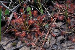 صورة Drosera capillaris Poir.