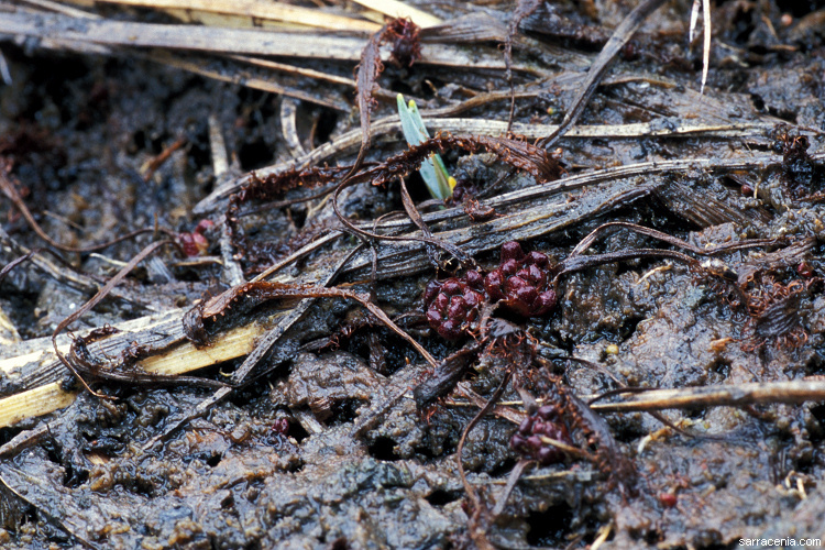 Image of slenderleaf sundew