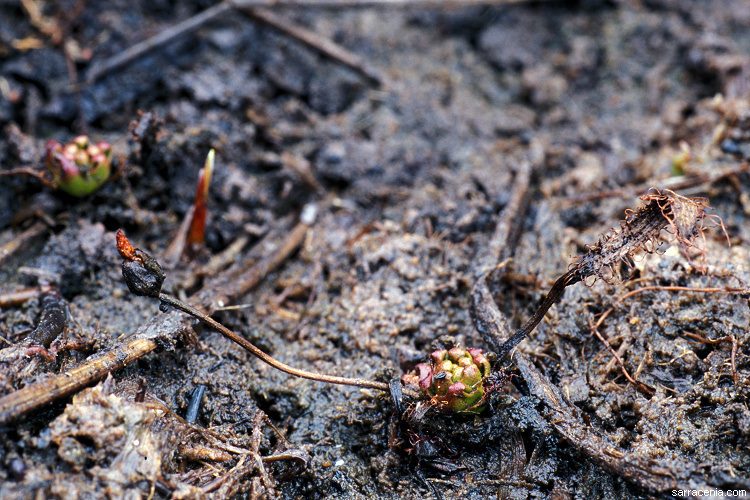 Image of slenderleaf sundew