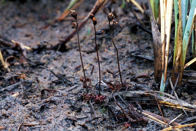 Image of slenderleaf sundew