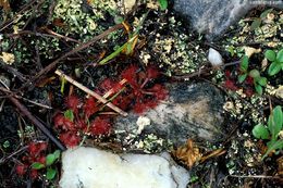 صورة Drosera capillaris Poir.