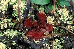 صورة Drosera capillaris Poir.