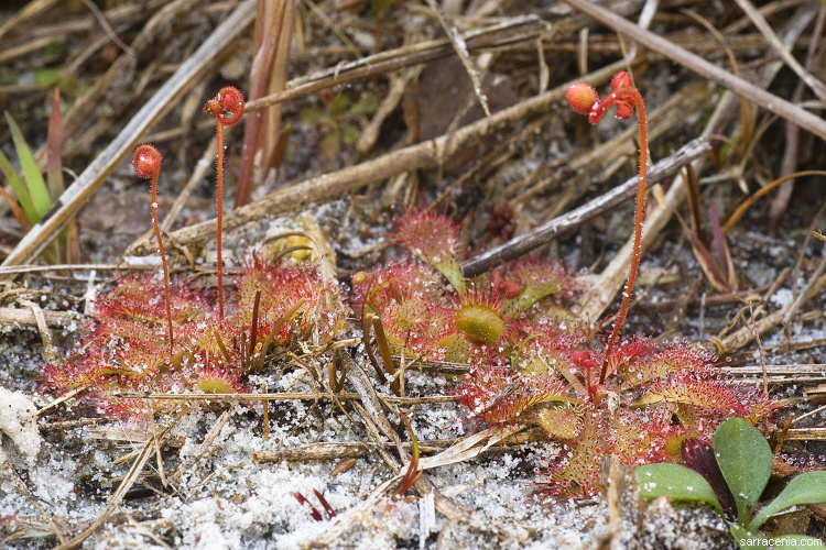 Image of dwarf sundew