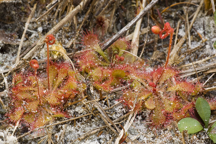 Image of dwarf sundew