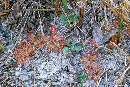 Image of dwarf sundew