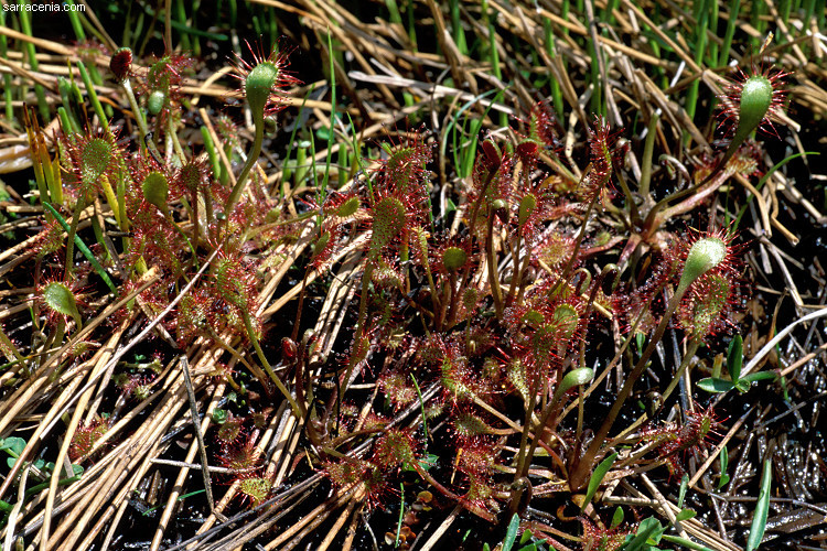 صورة Drosera anglica Huds.