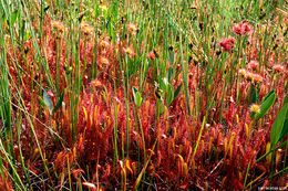 صورة Drosera anglica Huds.