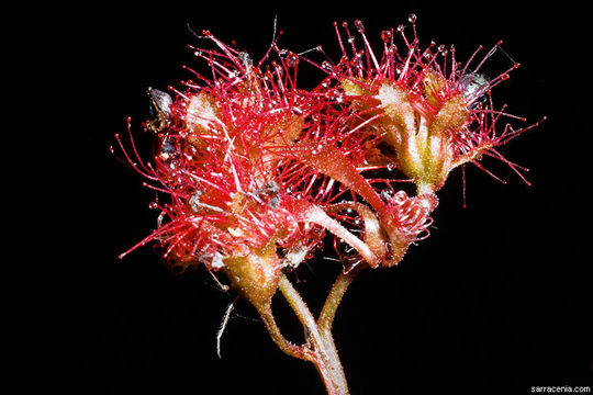 صورة Drosera anglica Huds.