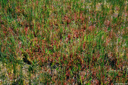 Image of Great Sundew