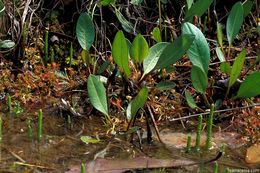 Image of Common Sundew