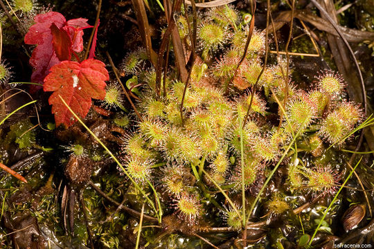 Image of Common Sundew