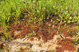 Image of Common Sundew