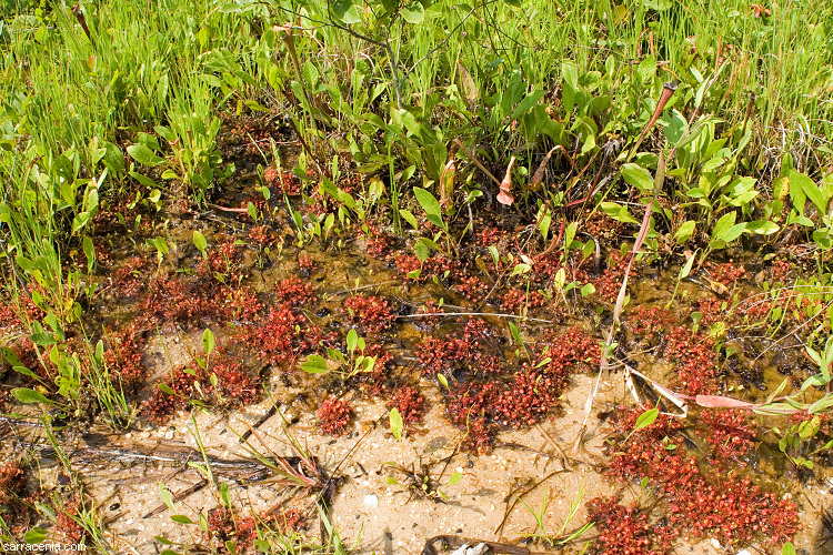 Image of Common Sundew