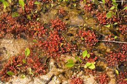 Image of Common Sundew