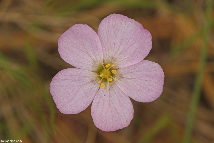 Image of dwarf sundew