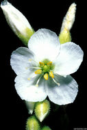 Drosera filiformis var. tracyi (Macf. ex Diels) Diels的圖片