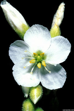 Image de Drosera filiformis var. tracyi (Macf. ex Diels) Diels