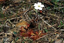 Image of dwarf sundew