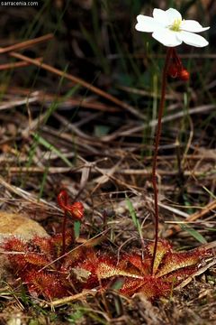 Image of dwarf sundew