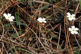 Image of dwarf sundew