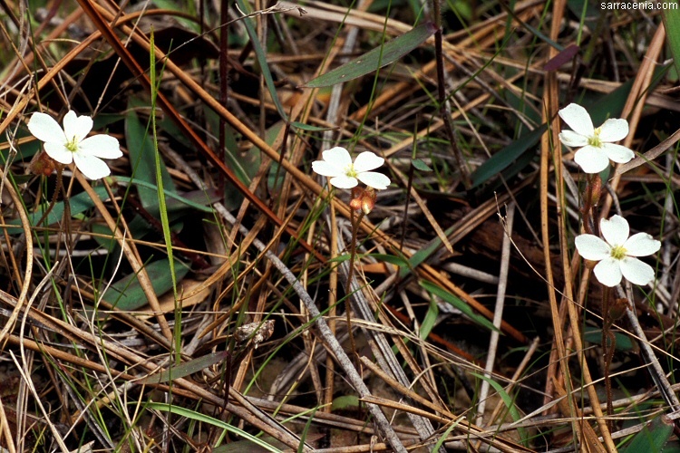 Image of dwarf sundew