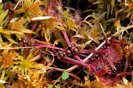 Image of Common Sundew