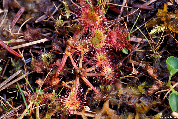 Image of Common Sundew