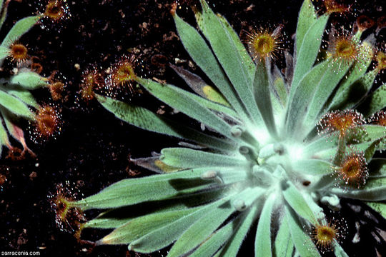 Image of Drosera ordensis Lowrie