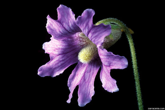 Image de Pinguicula caerulea Walt.