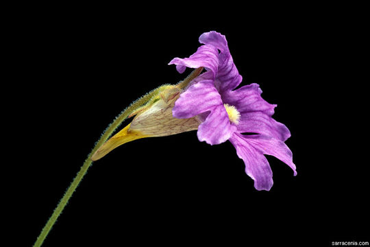 Image de Pinguicula caerulea Walt.