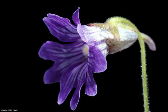 Image de Pinguicula caerulea Walt.