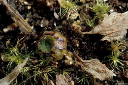 Image of Pinguicula colimensis Mc Vaugh & Mickel