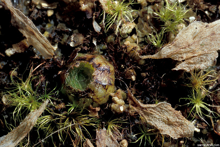 Image of Pinguicula colimensis Mc Vaugh & Mickel