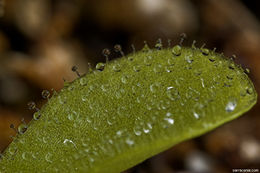 Image of Pinguicula colimensis Mc Vaugh & Mickel