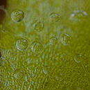 Sivun Pinguicula colimensis Mc Vaugh & Mickel kuva